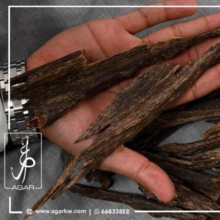 زورا المجالس